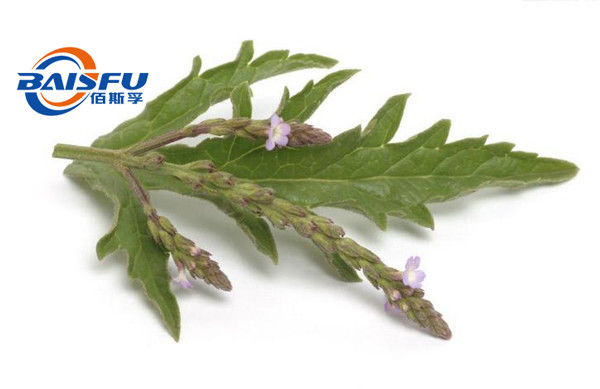 baisfu brown powder Best Herba Verbenae.P.E Hot Selling Ratio 4:1 ~ 20:1