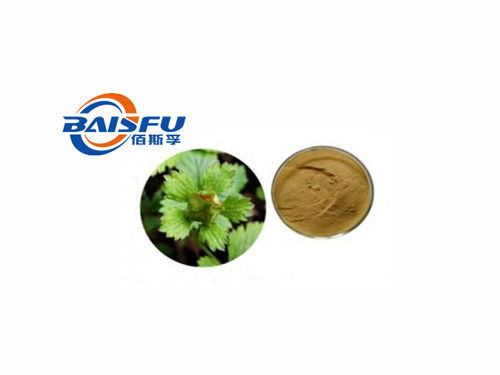baisfu Brown yellow powder Best Chinese Cinquefoil Herb.P.E Hot Selling Specifications 4:1 6:1