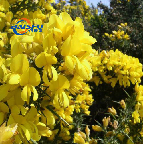 Baisfu Light White Professional Manufacture Best Price 98% Pure Cytisine And Free Sample Available, CAS No. 485-35-8