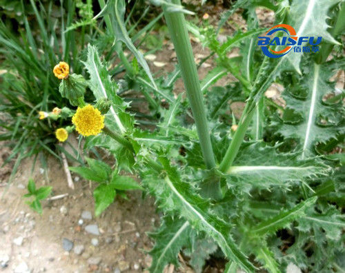 Baisfu White Fine Power Hot Selling High Quality Santamarin CAS NO.4290-13-5