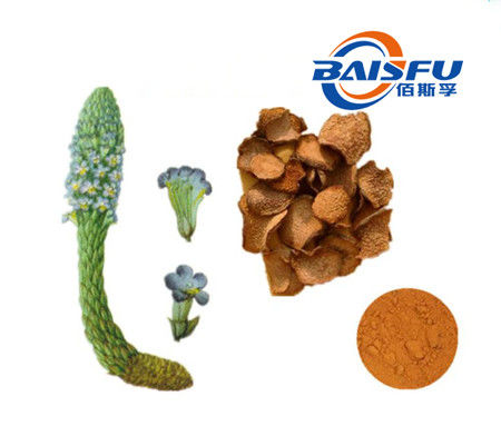 Baisfu Brown Powder GMP Manufacturer Offer Pure Natural Organic Echinacoside 98% Echinacoside CAS NO.82854-37-3