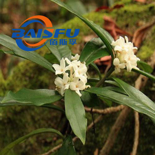 Baisfu Light Yellow Crystalline Powder Factory Bulk Supply Natural Dephnoretin( Thymelol ) CAS NO. 2034-69-7