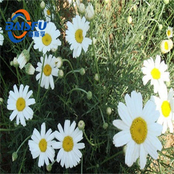 Factory Direct Sales Of 50% Pyrethrum Plant Extract Widely Used In Agriculture To Kill Flies And Insects CAS 8003-34-7
