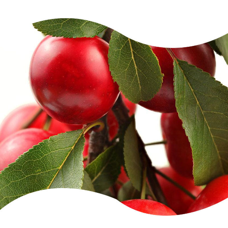 Natural Red Plum Bakery Flavors Formulated to Deliver Balanced Sweetness and Fruity Notes in Bakery Items