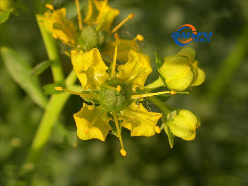 Baisfu Yellow White Powder GMP 98% Purity Harmine Organic Matrine Extract Powder Harmine CAS NO. 442-51-3